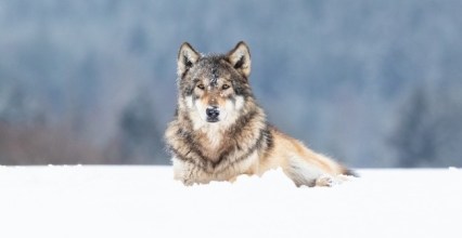 Comment protéger vos troupeaux des loups ?  